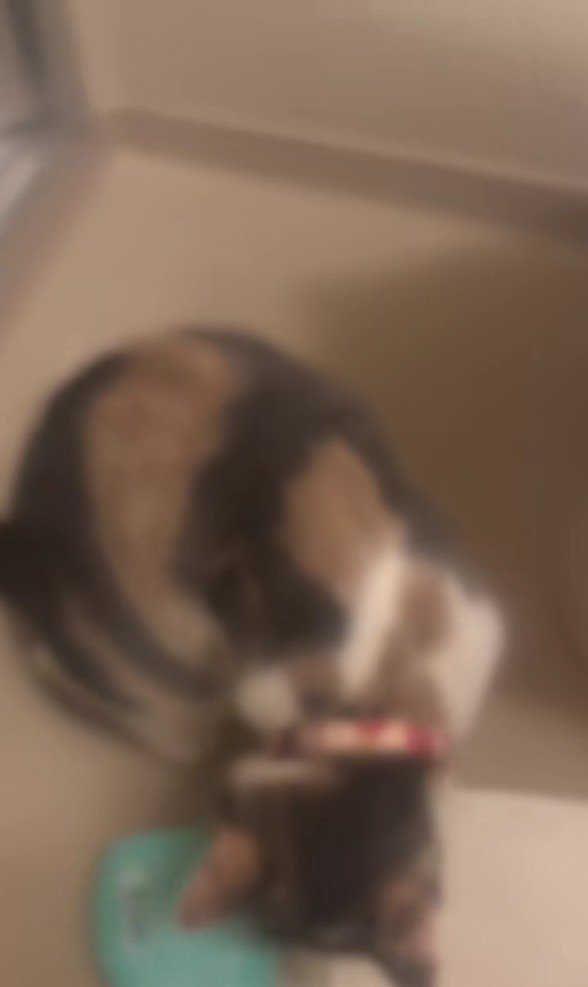 お風呂場に入ってきた猫