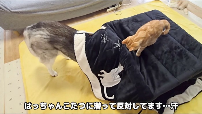 コタツの中に頭を入れるハスキー犬