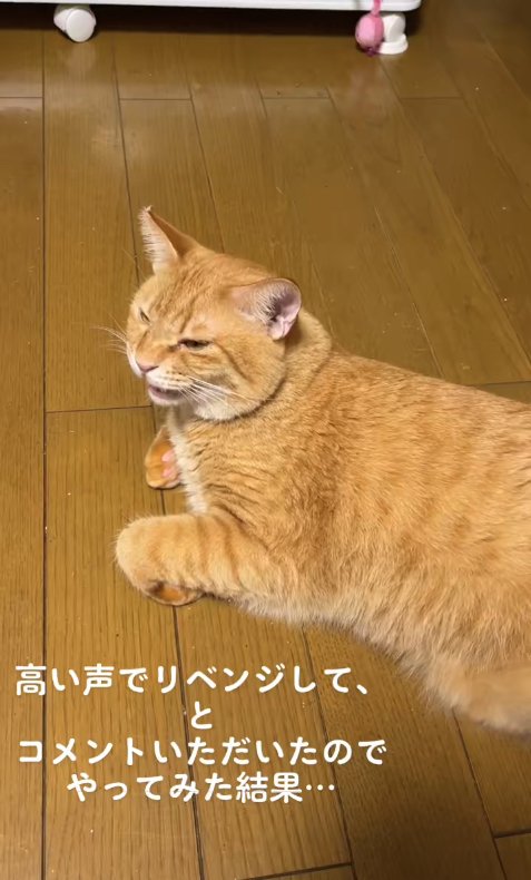 フローリングの上で香箱座りをして口を開けている猫