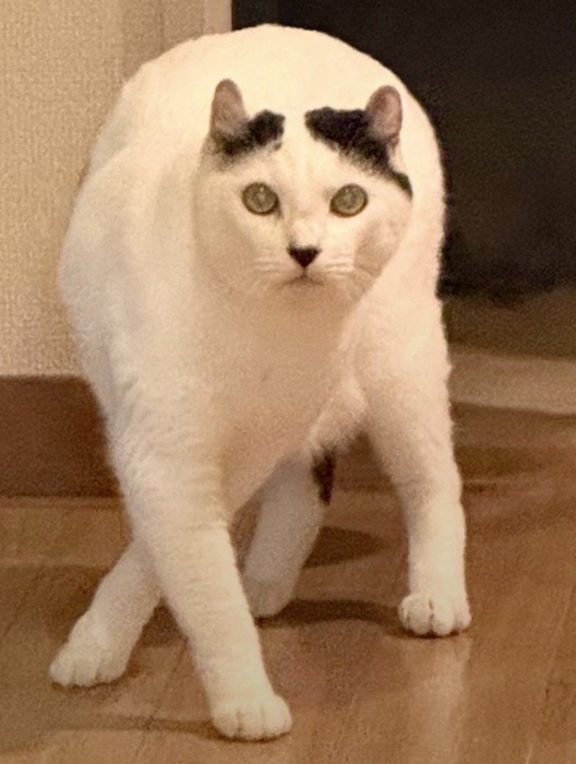 不思議なポーズの猫