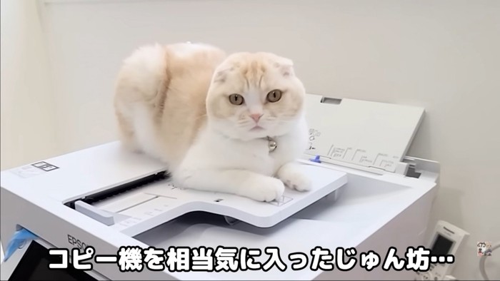 コピー機の上の猫