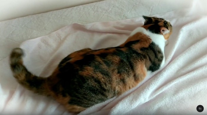 布団にのぼる猫