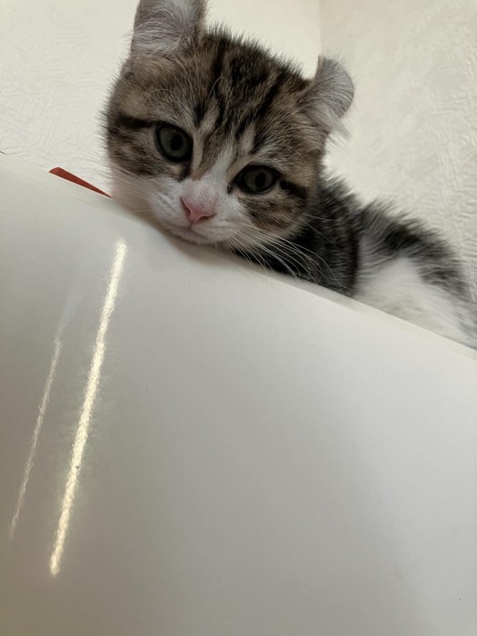 上から覗き込む猫