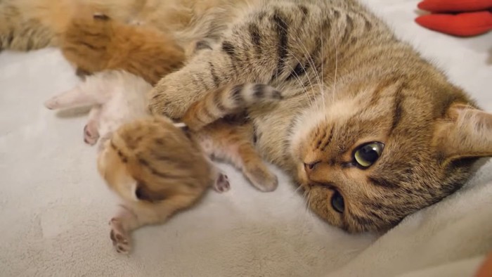 母猫と2匹の子猫3