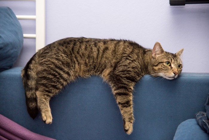 つまらなそうな猫