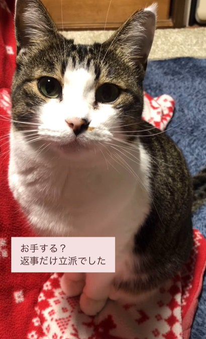 お返事猫