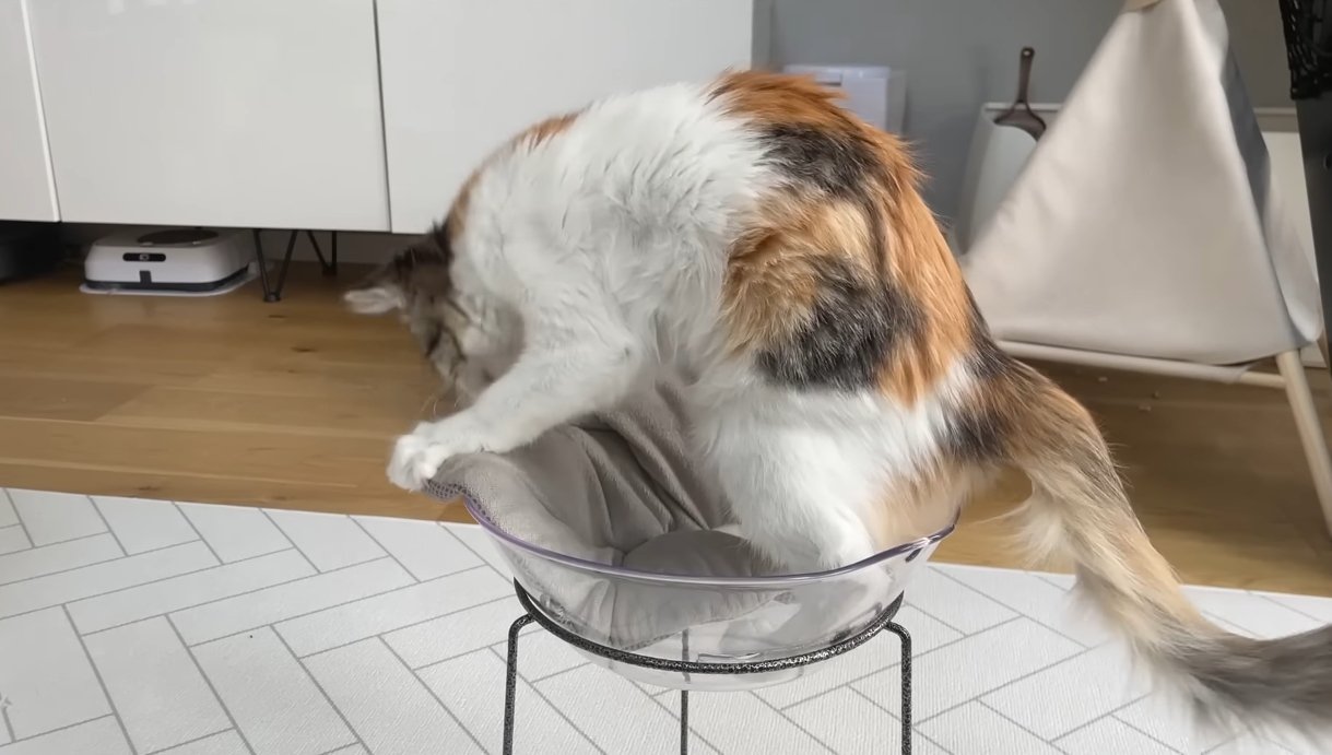 ベッドに乗るうなぎちゃん