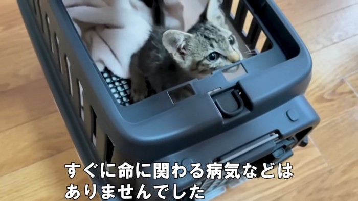 キャリーの中にいる子猫