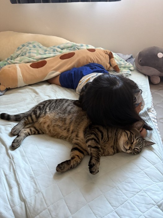 女の子に吸われる猫