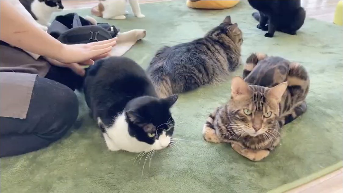 お尻を叩かれる猫