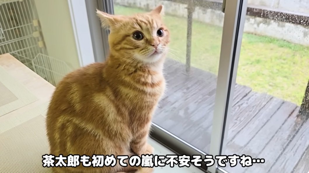 窓の外を気にしている子猫