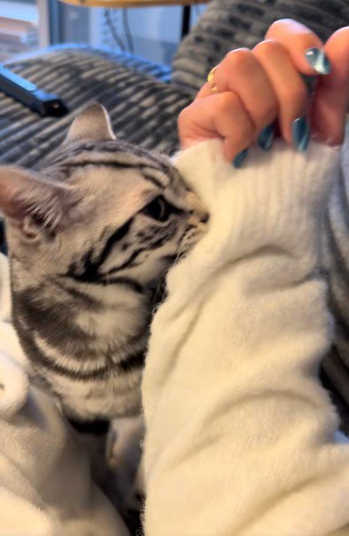 人の腕を噛んでいる猫