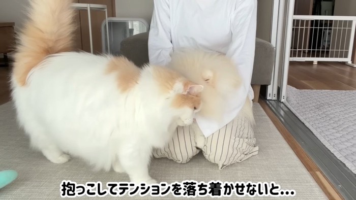 落ち着かせないと