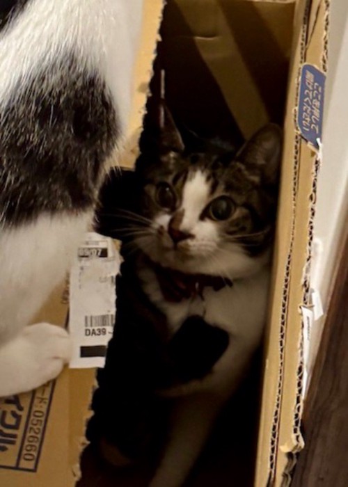 ダンボールの上から見つめてくる青い首輪をしている猫を見つめ返すキジ白猫