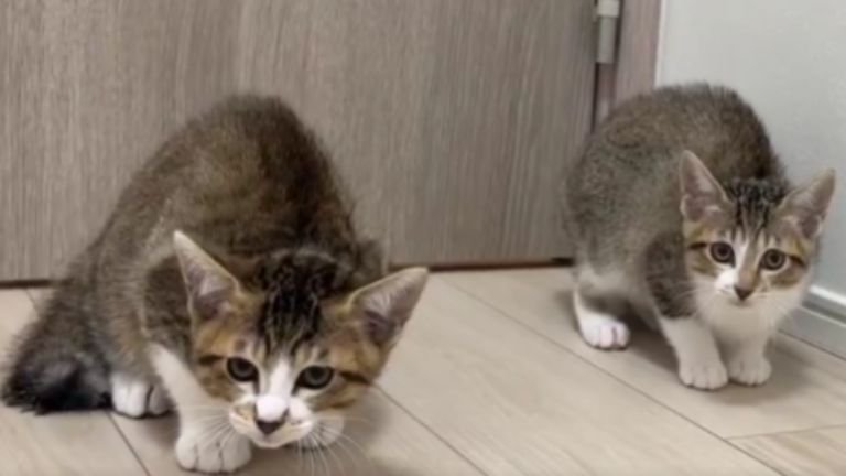 警戒している子猫