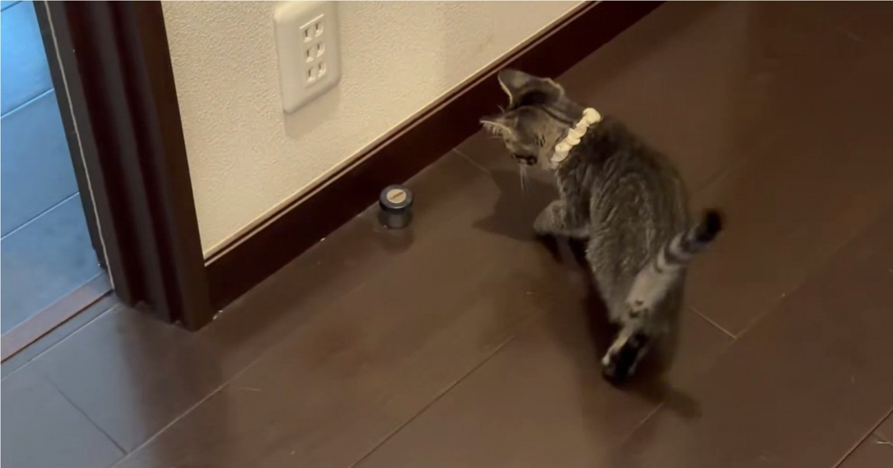 ドアストッパーが気になる猫