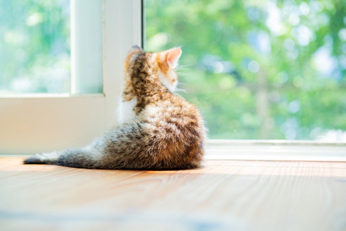 ひだまりの子猫