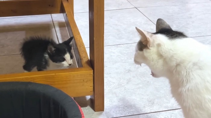 子猫(左)と先住猫(右)