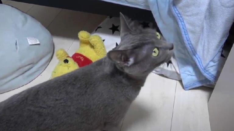 鳴き声を上げている猫