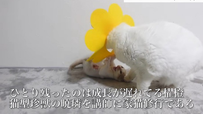 ひとり残ったのは成長が遅れてる櫂橙