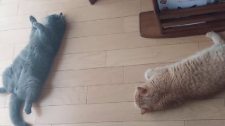 寝ころんでいる猫たち