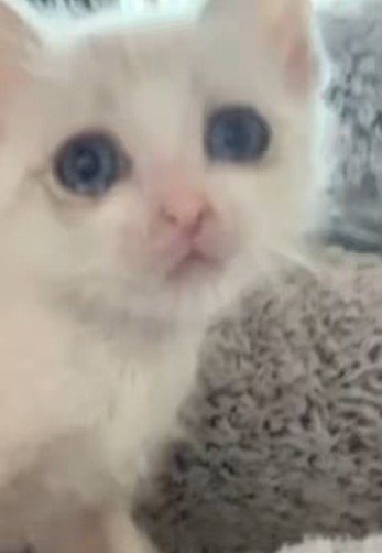 座っている子猫