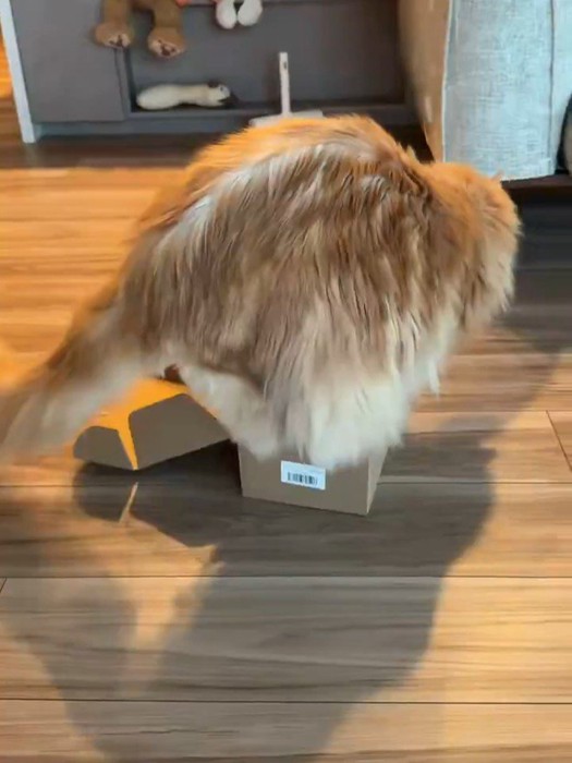 右側を向いた猫