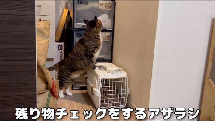 周囲を見まわすキジトラ猫