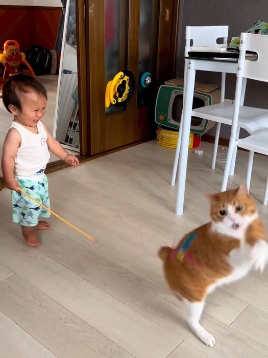 おもちゃを取ろうとして立つ猫