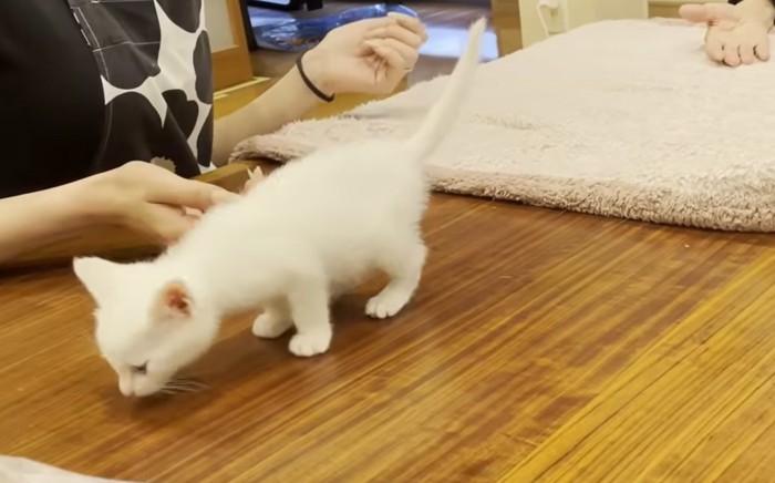 テーブルの上の匂いを嗅ぐ猫