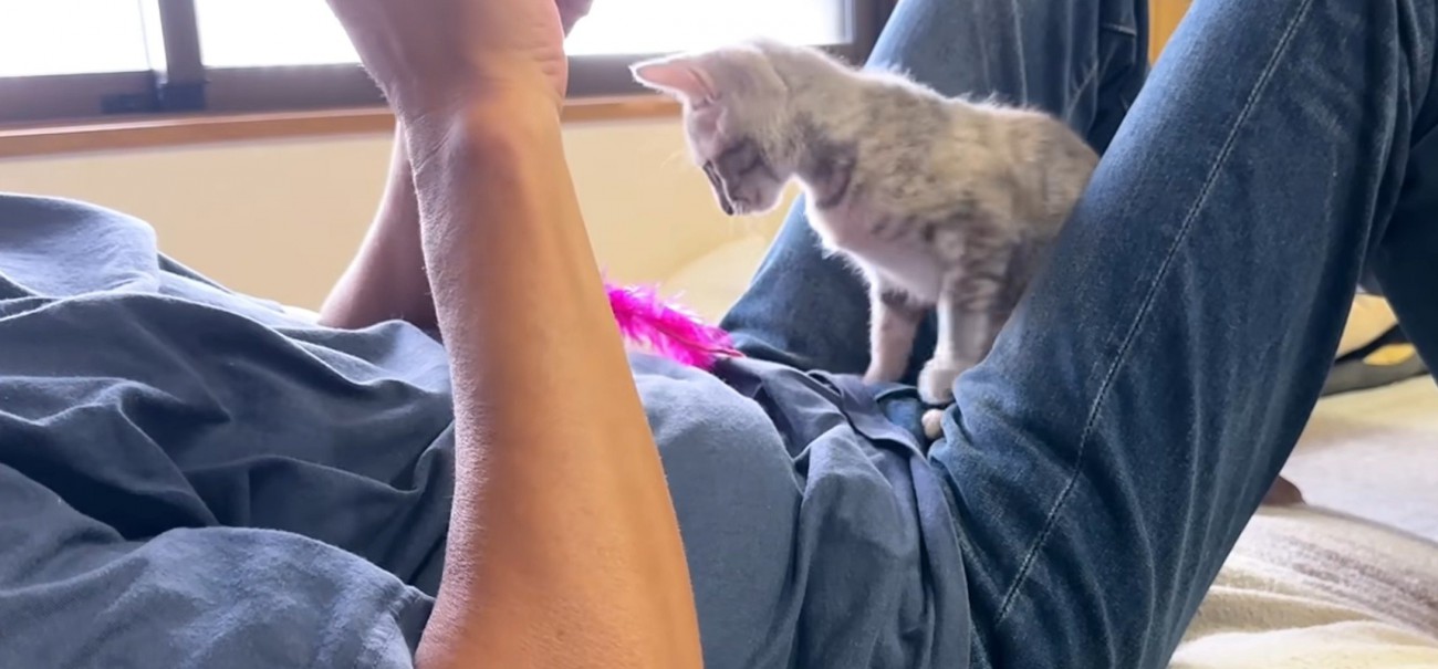 おもちゃをおなかに置く猫