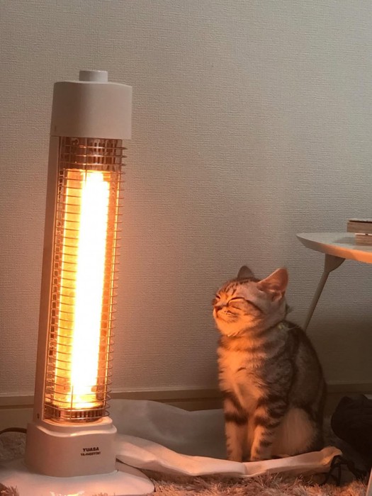 ストーブの前に座る猫