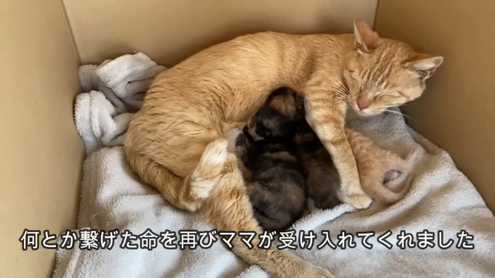 母猫の母乳を飲む子猫たち
