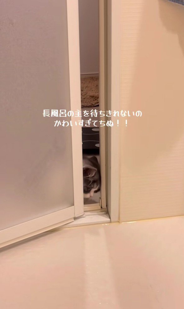 バスルームに入ろうとするトトロちゃん