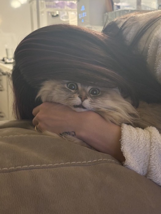 目を丸くする猫