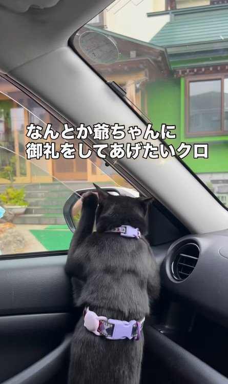 車の窓から外を見る猫