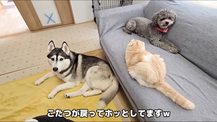 ソファに集まる猫と犬たち