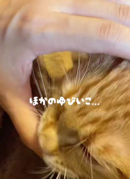 飼い主の指を吸う猫