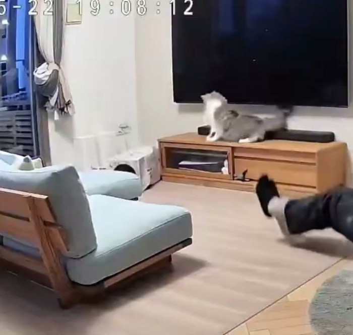 下を覗く猫