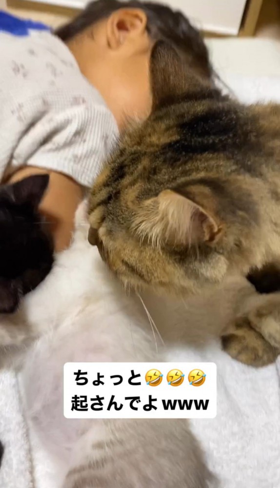 寝ている子猫を覗く猫の頭3