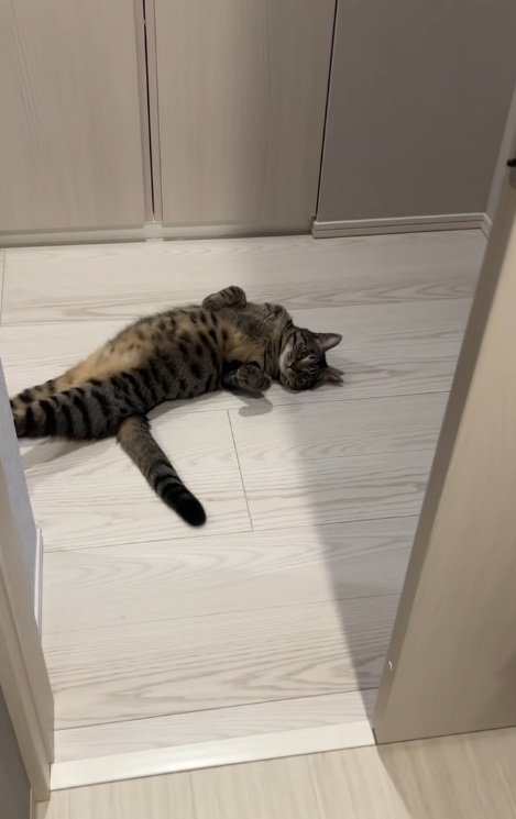 ろうかでへそ天で寝ている猫