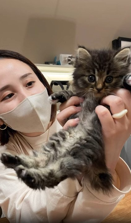 抱っこされる子猫