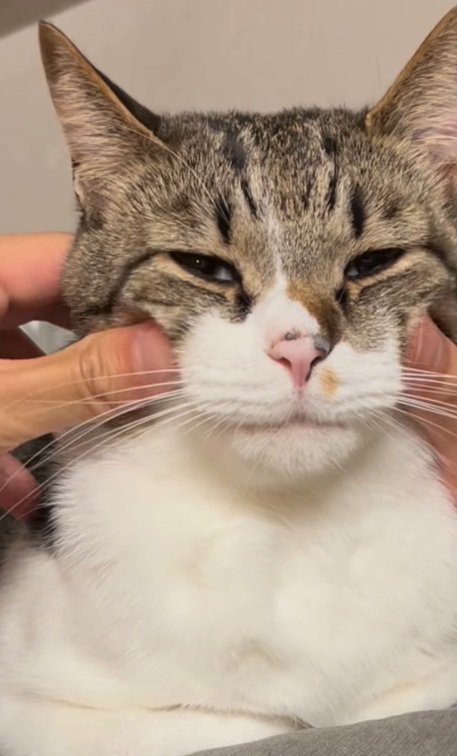 飼い主さんを見るメルくん