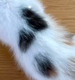 子猫の背中にある3つのぶち模様