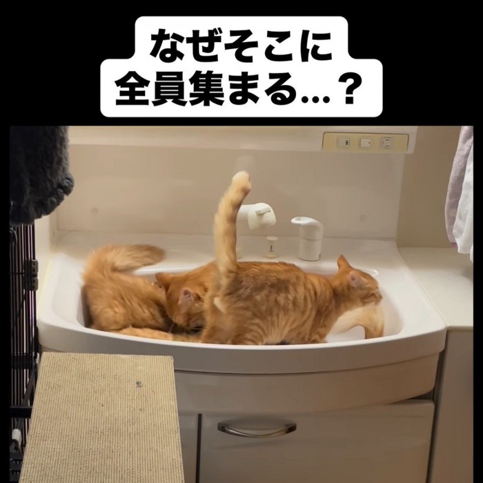 洗面台にいる猫たち