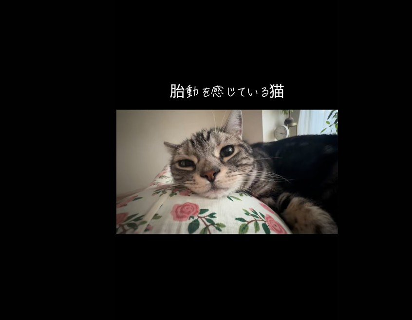 人の上に乗っている猫