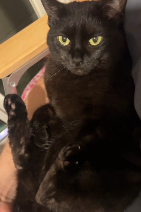 機嫌が悪そうな顔の猫