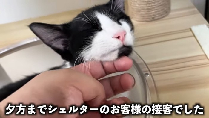 「アゴ気持ちいい…」