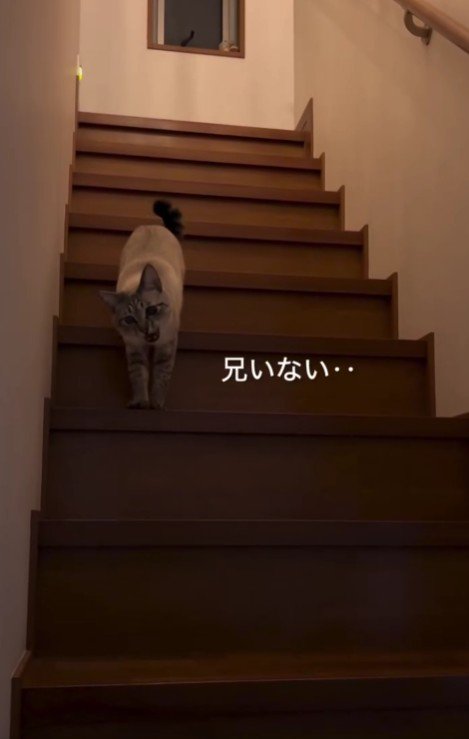 階段を下りてくる猫