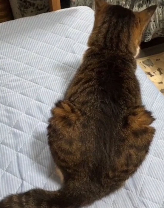 背中を向けて座る猫